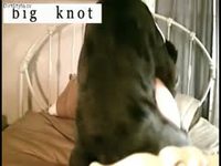 Cute dark-haired chick is having sex with a dog on her parents' bed
